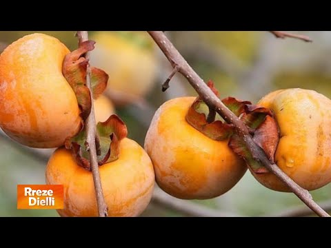 Hurma, vlerat e frutit më të mirë të vjeshtës