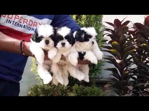 shih tzu puppies available for sale at kushagra dog kennel 8303399198