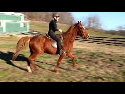 Flash, an adopted Tennessee Walker Mix in Huntington, WV_image-1