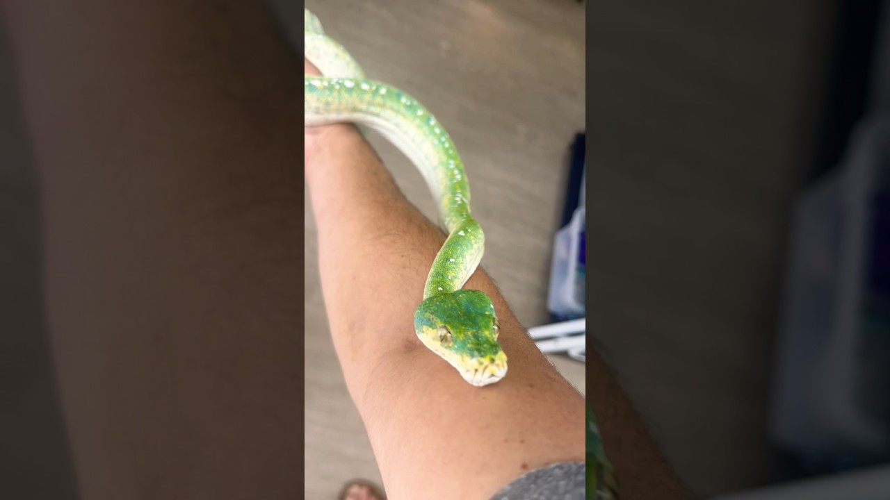 One of the rarest Green Tree Pythons in my whole collection. 😳🐍🔥