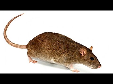 THE RAT KING (Trailer)