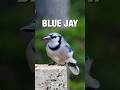 Blue Jay Bird in the Wild 🐦 | Beautiful Nature & Wildlife 4K