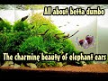 (Colorful Life )All about betta dumbo: The charming beauty of elephant ears