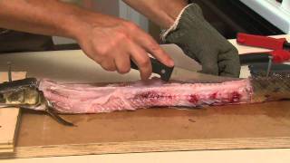 Watch Video - Cooking and eating Gar