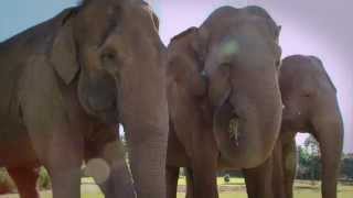 Australia Zoo elephants stay fit and healthy this summer
