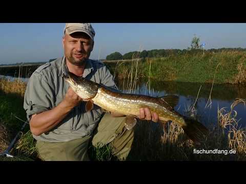 Matze Koch: Pike in Midsummer - Matze's Antics 07-2017
