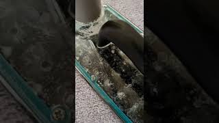 stain and odour removal