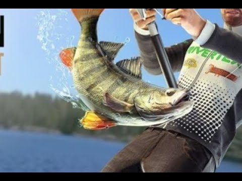 YouTube video about: How to keep fish alive while fishing?