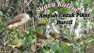 Download lagu Suara Pikat Burcil Ampuh Suara Kalem mp3