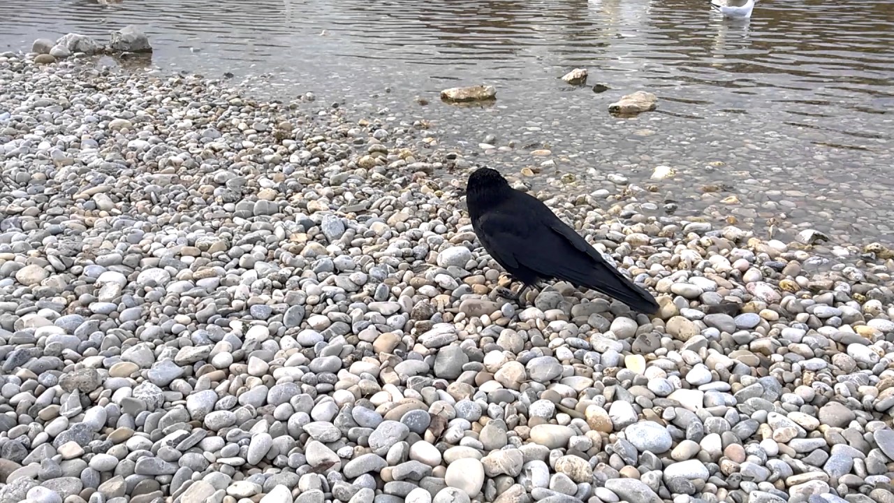 close up: Common Raven (Corvus corax)