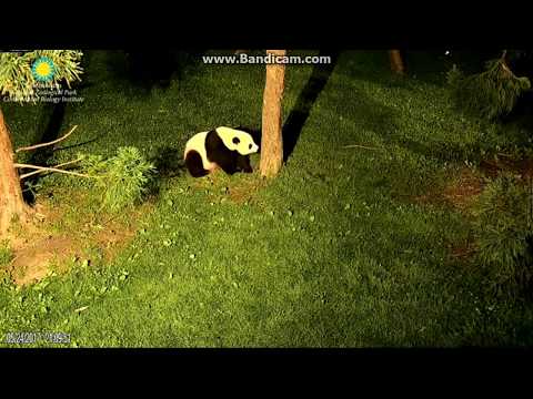 2017.05.24 #MEI IN ESTRUS# MEI XIANG MEETING WITH TIAN AT THE HOWDY WINDOW