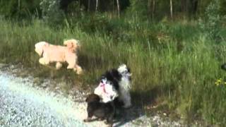 Gushu und Bandito