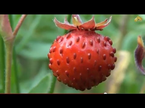 Отбеливание лица толокнянкой Маска из желатина для лица от пигментных пятен