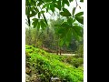 Dekho Pawan Bhi Lehra Rahi Hai Whatsapp Status Chori Chori Chupke Chupke Whatsapp Status UditNarayan