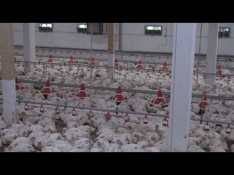 Jesenji tov pilića na farmi porodice Đekić iz Stanara (Zemlja izvor života) TV K3