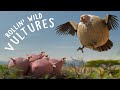 ROLLIN' SAFARI - 'Vulture' - what if animals were round?