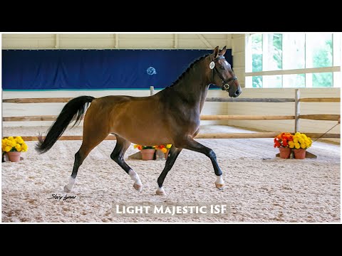 Light Majestic ISF at his 2019 KWPN-NA keuring