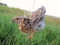 Batair Ka Shikar Batair Ka Shikar In Pakistan Quail Hunting In Pakistan