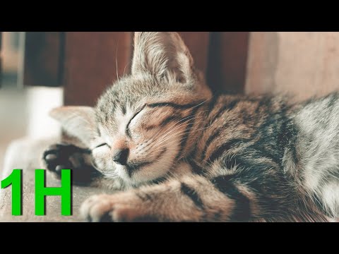 🐱1h of MUSIC for CATS with PURRING🐈