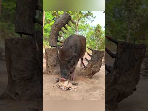 КАБАН ВЫСКОЧИЛ ПРЯМО ИЗ ЛЕСА 😱🐗#кабан #охота #дикийкабан #лес #охотник #охотавлесу #кабанвлесу #wild