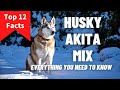 Husky Akita Mix: Temperament, Lifespan & more