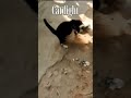 An Orange Cat And A Black Cat Clash On The Street Cat Short