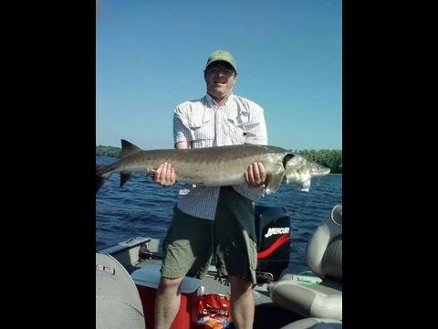 download lagu mp3 mp4 What Is Smoked Sturgeon, download lagu What Is Smoked Sturgeon gratis, unduh video klip What Is Smoked Sturgeon