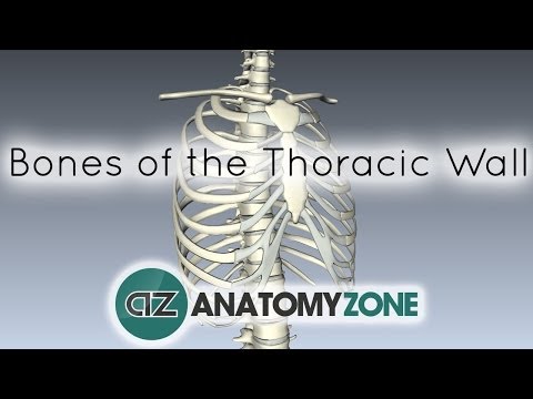 Bones of the Thoracic Wall - 3D Anatomy Tutorial