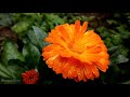 ️Rain Drop Effect Raindrop WhatsApp Status Rain Drop Video Rain Whatsapp Status