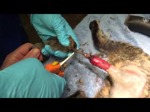 Tail injury in a Cat