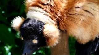 preview picture of video 'Roter Vari (Varecia rubra) - Red ruffed lemur - Vogelpark Marlow'