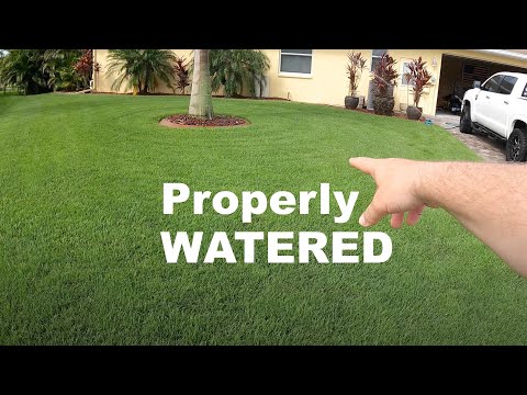 How Much Should I Water My Lawn? | Lawn Watering Tips