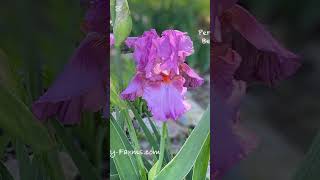 Tall Bearded Iris #nature #flower #garden #beautiful #flowers #iris #beardediris #irisreticulata