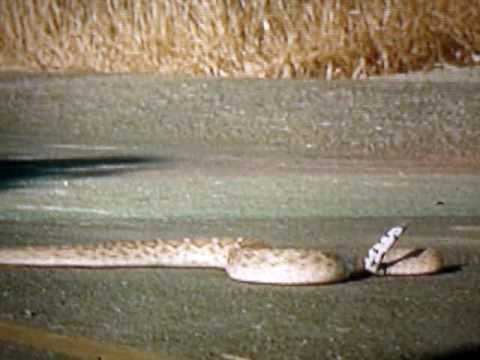 Best Bruce Willis scene ever