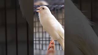 Download lagu Pelatihan Kompetisi Bernyanyi Burung Kenari Terbaik 🐦 #canarysinging #canarytraining #birdtraining #shorts mp3