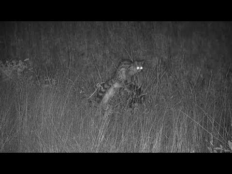 Djuma: Large Spotted Genet hunting -19:17 - 04/07/19