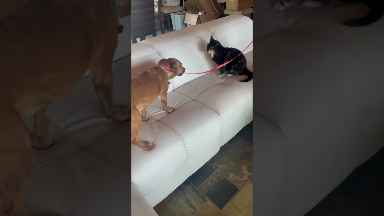 Enlarge Ryden, a Adopted mixed breed in Houston, TX video 2/2