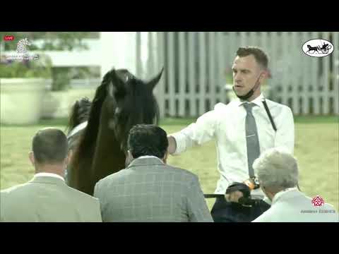 N 210 FARID AL HAWAJER   Sharjah International Arabian Horse Festival 2021   Colts 3 Years Old Class