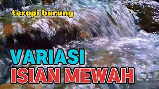 Download lagu Terapi burung variasi isian mewah, terapi air untuk semua jenis burung mp3 Download lagu Terapi burung variasi isian mewah, terapi air untuk semua jenis burung mp3