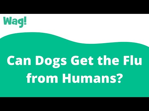 Can Dogs Get the Flu from Humans? | Wag!