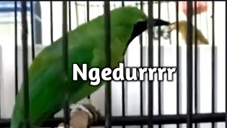 Download lagu Masteran Cucak Ijo Gacor Tmbakan Panjang Kasar - Kasar mp3