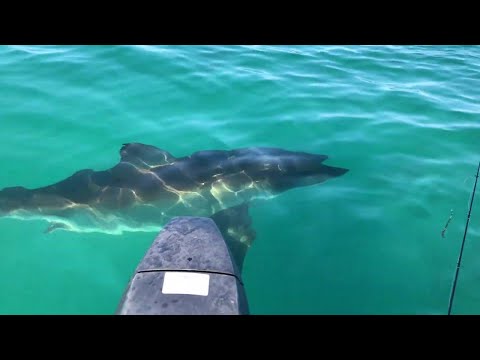 I Don't Think You Want A Great White Shark This Close To Your Boat