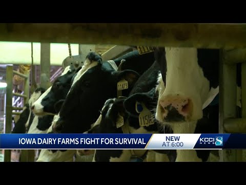 Iowa produces record-breaking 5.4 billion gallons of milk, but people are drinking less