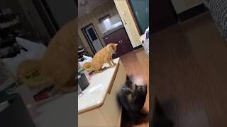 #cat   #catshorts #猫のいる暮らし #猫動画  #猫 #貓 #可愛い #搞笑 #funny #kucing #kucinglucu