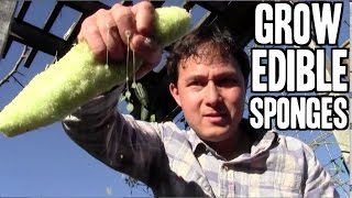 Grow an Edible Sponge for Cleaning and Eating