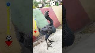 Download lagu ayam trondol#shorts mp3