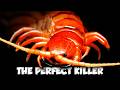 The World S Most Venomous Centipede Is A Living Nightmare