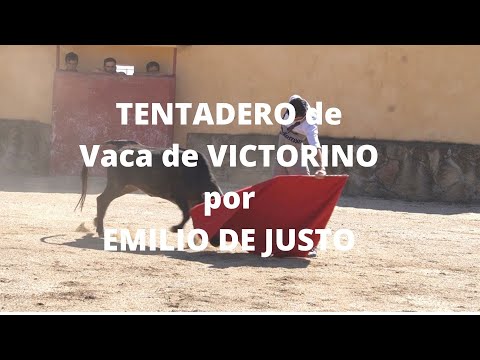 🥇¡TOMANDO NOTAS! EMILIO DE JUSTO con una de nuestras VACAS de  VICTORINO MARTIN