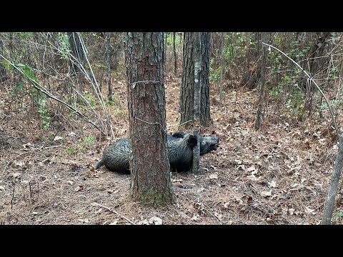 Hog Trapping/Snaring! Cheapest method?