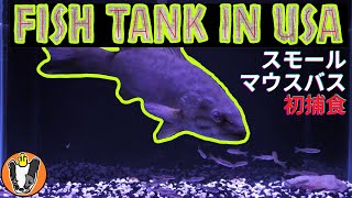 Fish Tank in USA スモールマウスバス 初めての捕食シーン